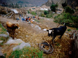 Backyard with Cattle and Hanging Laundry, Incan Fortress in Distance, Ollantaytambo, Peru Photographic Print by Cindy Miller Hopkins Backyard with Cattle and Hanging Laundry, Incan Fortress in Distance, Ollantaytambo, Peru Photographic Print by Cindy Miller Hopkins