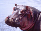 Large Hippo Portrait, Tanzania Valokuvavedos tekijänä David Northcott Large Hippo Portrait, Tanzania Valokuvavedos tekijänä David Northcott