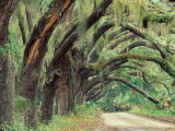 Live Oaks Covered in Spanish Moss and Ferns, Cumberland Island, Georgia, USA Photographic Print by Art Wolfe