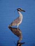 Yellow-crowned Night Heron Wading in Shallow Water, Ding Darling NWR, Sanibel Island, Florida, USA Photographic Print by Charles Sleicher