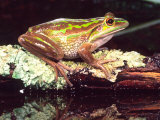 Golden Bell Frog, Native to Australia Photographic Print by David Northcott