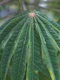 Green Leaves Shed Raindrops After Tropical Rainstorm, Dominical, Costa Rica Photographic Print by Cindy Miller Hopkins