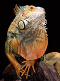 Green Iguana Photographic Print by David Northcott