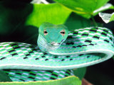Long-nose Vine Snake, Native to SE Asia Photographie par David Northcott