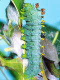 Cercropia Moth Caterpillar, Eastern USA Photographie par David Northcott