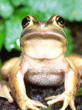 Golden Bell Frog, Native to Australia Photographic Print by David Northcott