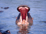 Hippos with Mouth Agape, Tanzania Photographic Print by David Northcott