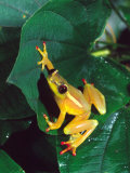 Hieroglyphic Reed Frog, Native to the Camerouns, Africa Lámina fotográfica por David Northcott