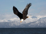 Bald Eagle Diving, Homer, Alaska, USA Lámina fotográfica por David Northcott