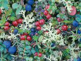 Landscape with Berries and Foliage, Alaska, USA Photographic Print by Art Wolfe