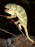 Flapneck Chameleon, Native to Southern Africa Photographic Print by David Northcott
