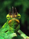 Jackson's Chameleon, Native to Eastern Africa Fotografisk tryk af David Northcott Jackson's Chameleon, Native to Eastern Africa Fotografisk tryk af David Northcott