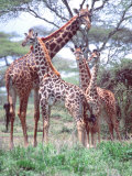 Giraffe Group or Herd with Young, Tanzania Photographic Print by David Northcott