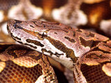 Dumeril's Boa, Native to Madagascar Photographic Print by David Northcott