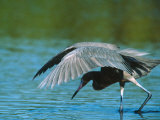 Reddish Egret Fishing in Shallow Water, Ding Darling NWR, Sanibel Island, Florida, USA Photographic Print by Charles Sleicher