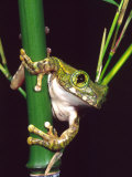 Big Eye Tree Frog, Native to Tanzania Photographic Print by David Northcott Big Eye Tree Frog, Native to Tanzania Photographic Print by David Northcott