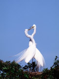 Great Egret in a Courtship Display, Florida, USA Photographic Print by Charles Sleicher
