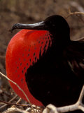 Magnificent Frigate Bird, Galapagos Islands, Ecuador Photographie par Art Wolfe