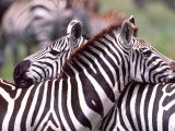 Zebras at Rest, Tanzania Photographic Print by David Northcott