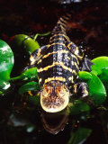 American Alligator, Native to South Eastern USA Photographic Print by David Northcott