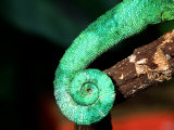 Jackson's Chameleon Tail, Native to Eastern Africa Photographic Print by David Northcott