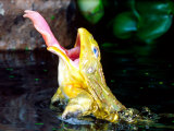 African Burrowing Bullfrog with Tongue Extended, Native to Tanzania Photographic Print by David Northcott