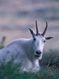 Mountain Goat, Glacier National Park, Montana, USA Photographic Print by Art Wolfe