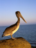 Pelican at Sunset, Sterns Wharf, Santa Barbara, California, USA Photographic Print by Savanah Stewart