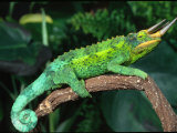 Jackson's Chameleon, Native to Eastern Africa Fotografisk tryk af David Northcott Jackson's Chameleon, Native to Eastern Africa Fotografisk tryk af David Northcott