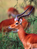 Impala, Tanzania Photographic Print by David Northcott