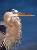 Great Blue Heron, Sanibel Island, Florida, USA Photographic Print by Charles Sleicher Great Blue Heron, Sanibel Island, Florida, USA Photographic Print by Charles Sleicher