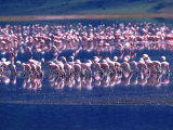 Lesser Flamingo's, Tanzania Photographic Print by David Northcott