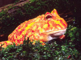 Albino Cranwell's Horn Frog Photographic Print by David Northcott