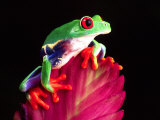 Red Eye Tree Frog on Bromeliad, Native to Central America Photographic Print by David Northcott