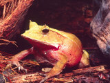 Eyelash Horn Frog, Native to Solomon Islands Photographic Print by David Northcott