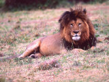 Male Lion After a Large Meal, Tanzania Photographic Print by David Northcott