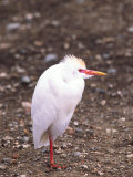 Cattle Egret, Tanzania Photographic Print by David Northcott