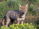Argentine Grey Fox, Torres del Paine National Park, Chile Photographic Print by Art Wolfe