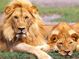Pair of African Lions, Tanzania Photographic Print by David Northcott