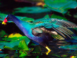 Purple Gallinule Foraging, Everglades National Park, Florida, USA Photographic Print by Charles Sleicher