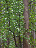 Flowering dogwood tree. Yosemite National Park, CA Photographic Print by Jamie & Judy Wild