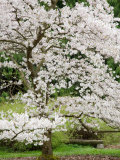 Cherry Trees Blossoming in the Spring, Washington Park Arboretum, Seattle, Washington, USA Photographie par Jamie & Judy Wild