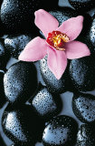 Stone Orchid Print