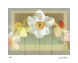 Daffodil Suite Limited Edition by Robert Mertens