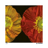 Red & Yellow Poppy II Limited Edition by Pip Bloomfield