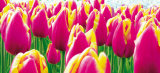 Tulips Posters by Jan Lens