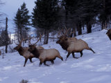 Elk or Wapiti, Yellowstone National Park, Wyoming, USA Photographic Print by Art Wolfe