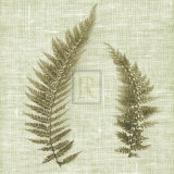 Filigree II Prints by John Harper