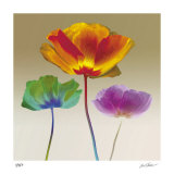 Poppy Chromatic Limited Edition by Robert Mertens