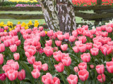 Tulip and Daffodil Garden at Tulip Festival, Skagit Valley, Washington Photographic Print by Jamie & Judy Wild